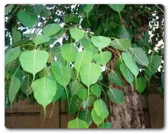 Haryana state tree, Peepal, Ficus religiosa